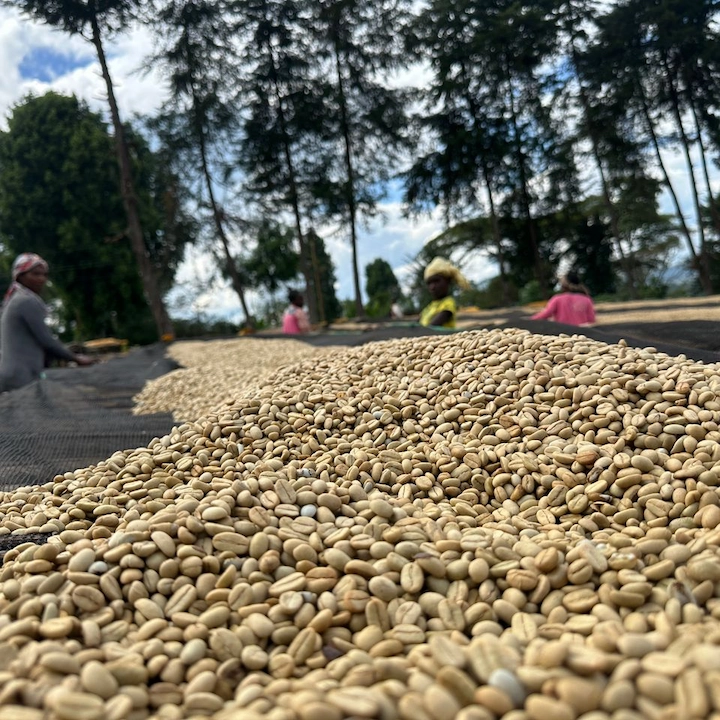 Yirgacheffe Chelchelle CM3